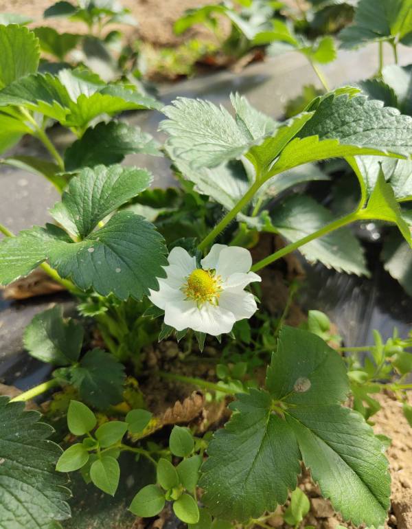 Farm photo 8